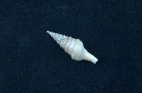 藏品(環珠捲管螺)的圖片